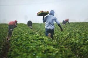 Saisonjob Ferienjob Auslandsjob Farmarbeit Landwirtschaft Erntehelfer